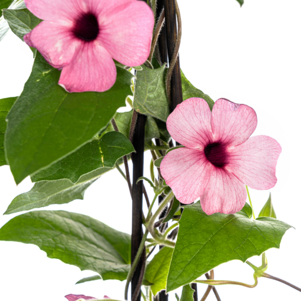 thumbnail_6000-253.png Thunbergia alata Sunny Susy Rose Sensation | 4 stuks