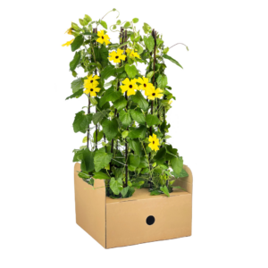 Thunbergia alata Sunny Susy Yellow | 4 stuks