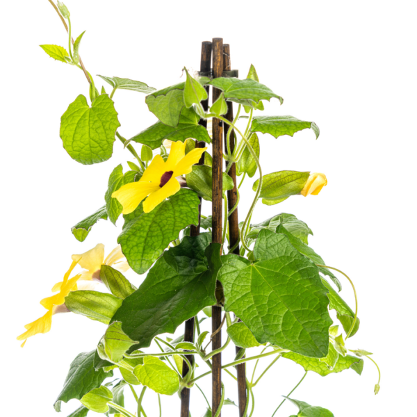 thumbnail_6000-258.png Thunbergia alata Sunny Susy Yellow | 4 stuks