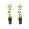 Clematis Nelly Moser | 2 stuks