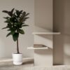 Ficus Elastica Robusta stam
