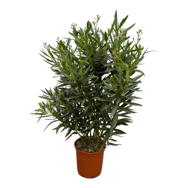 thumbnail_6000-329.jpg Nerium Oleander struik met rode bloem