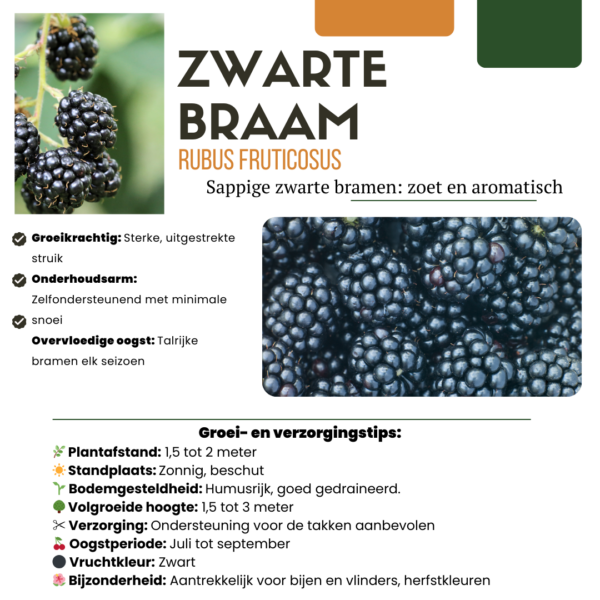 Fruitplanten mix set van 4 soorten - Rubus idaeus - Ribes rubrum - Vaccinium corymbosum - Rubus fruticosus - Fruitplant