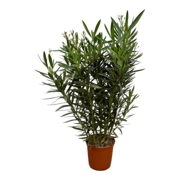 thumbnail_6000-330.jpg Nerium Oleander struik met roze bloem