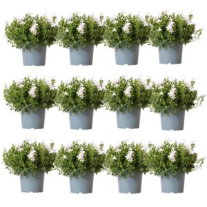 Campanula Addenda - Klokjesbloem wit | 12 stuks