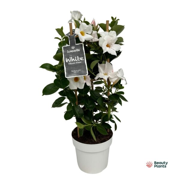 Mandevilla (Dipladenia) Sundaville wit in toren
