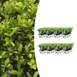 Ilex crenata 'Jenny' | 48 stuks