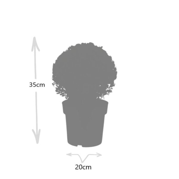 thumbnail_6000-62.jpg Ilex crenata 'Jenny' bol | 2 stuks