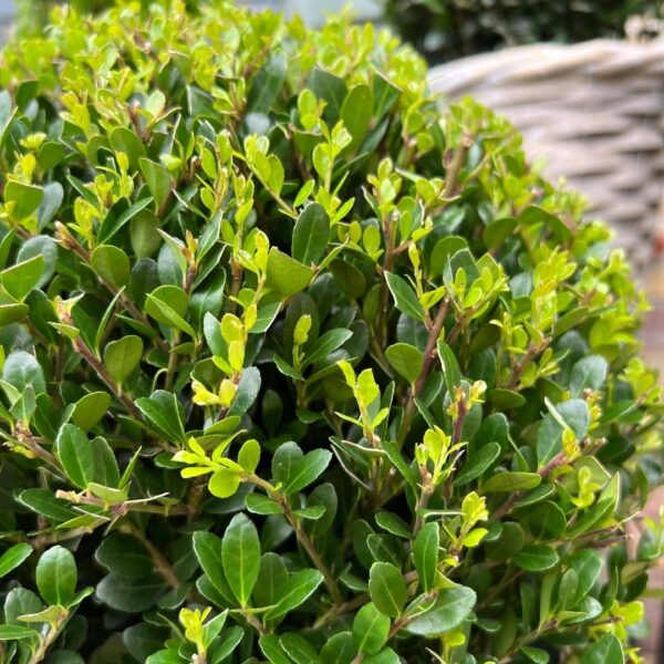thumbnail_6000-64.jpg Ilex crenata 'Jenny' bol | 2 stuks