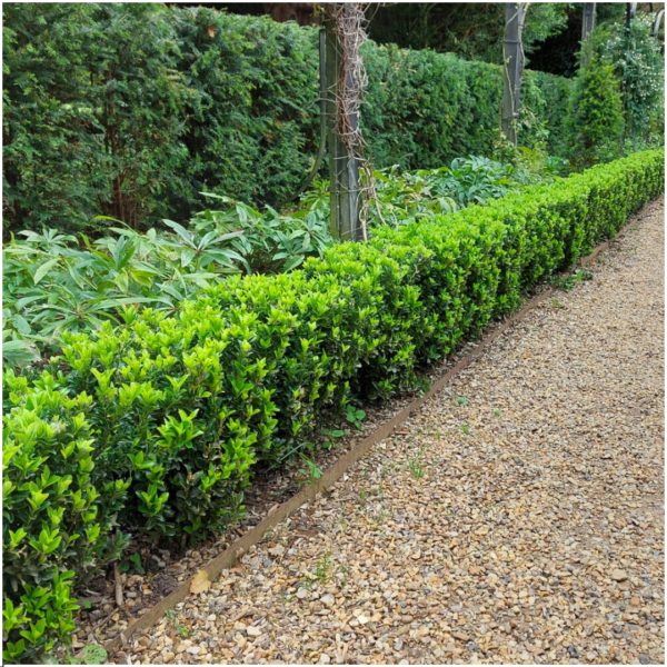 thumbnail_6000-8.png Euonymus 'Green Spire' | 48 stuks