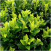 Euonymus 'Green Spire' | 48 stuks