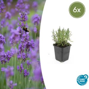 Lavandula angustifolia 'Munstead' | 6 stuks
