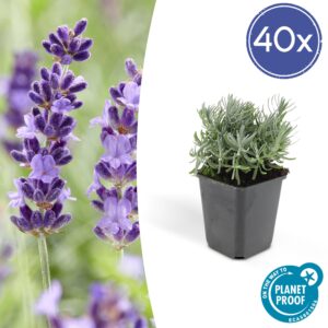 Lavandula 'Hidcote' | 40 stuks