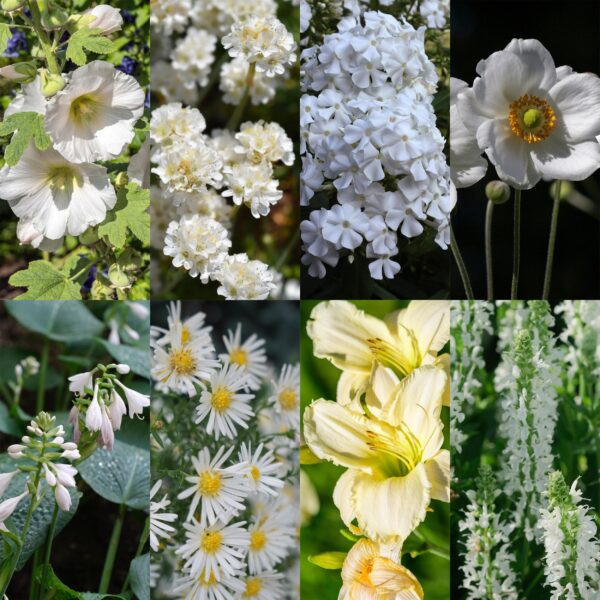 thumbnail_6000-185.jpg Borderpakket - Kleur Wit - 24 Vaste planten - 3 m2 - Diversen kleuren - Weinig Onderhoud