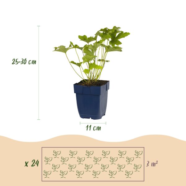 thumbnail_6000-187.jpg Borderpakket - Kleur Wit - 24 Vaste planten - 3 m2 - Diversen kleuren - Weinig Onderhoud
