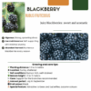 Fruitplanten mix set van 3 soorten - Rubus idaeus - Vaccinium corymbosum - Rubus fruticosus - Fruitplant