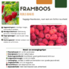Fruitplanten mix set van 3 soorten - Rubus idaeus - Vaccinium corymbosum - Rubus fruticosus - Fruitplant