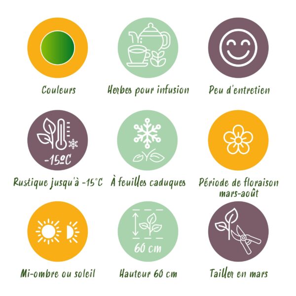 Borderpakket - Thee kruiden - 8 Vaste planten - 1 m2 - Diversen kleuren - Weinig Onderhoud