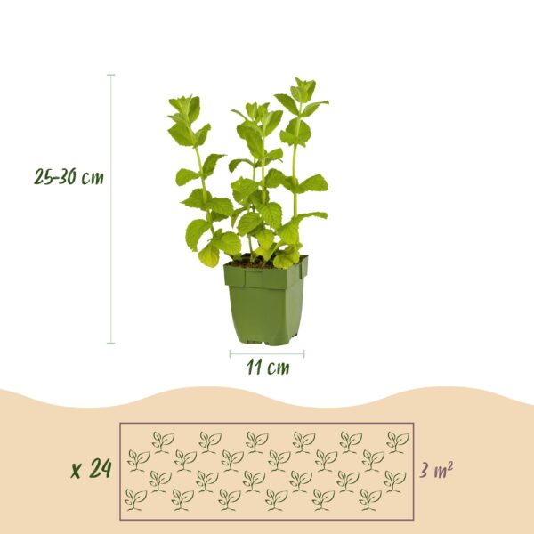 thumbnail_6000-253.jpg Borderpakket - Thee kruiden - 24 Vaste planten - 3 m2 - Diversen kleuren - Weinig Onderhoud