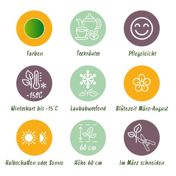 thumbnail_6000-256.jpg Borderpakket - Thee kruiden - 24 Vaste planten - 3 m2 - Diversen kleuren - Weinig Onderhoud
