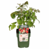 Fruitplanten mix set van 3 soorten - Rubus idaeus - Vaccinium corymbosum - Rubus fruticosus - Fruitplant