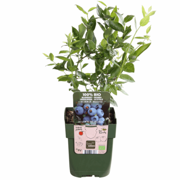 Fruitplanten mix set van 3 soorten - Rubus idaeus - Vaccinium corymbosum - Rubus fruticosus - Fruitplant