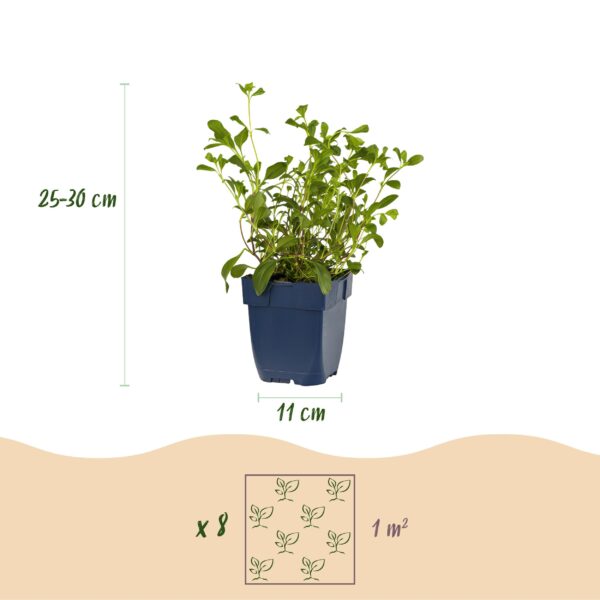 thumbnail_6000-297.jpg Borderpakket - Bodembedekkend - 8 Vaste planten - 1 m2 - Diversen kleuren - Weinig Onderhoud