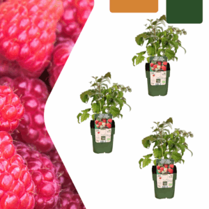 Frambozenplanten - Rubus idaeus - biologisch | 3 stuks