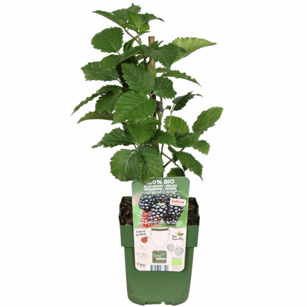 Fruitplanten mix set van 3 soorten - Rubus idaeus - Vaccinium corymbosum - Rubus fruticosus - Fruitplant