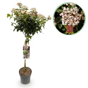 Viburnum tinus - Terras Plant - Bladhoudend - Winterhard - Wit-Roze Bloem
