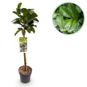 Prunus lauroverasus Etna® - Terras Plant - Bladhoudend - Winterhard - Groen Blad
