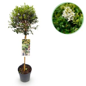 Ligustrum delavayanum - Terras Plant - Bladhoudend - Winterhard - Groen Blad