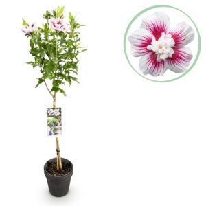 GreenboutiQ - Plante sur Tige - Hibiscus syriacus Starburst Chiffon® - Plante de Terrasse - Feuilles Caduques - Résistant à l'Hiver - Fleur Blanc-Rose