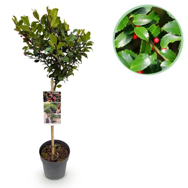 Ilex meserveae Blue Maid - Terras Plant - Bladhoudend - Winterhard - Rode Bes