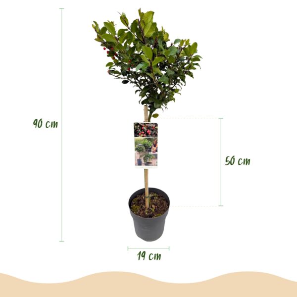 Ilex meserveae Blue Maid - Terras Plant - Bladhoudend - Winterhard - Rode Bes