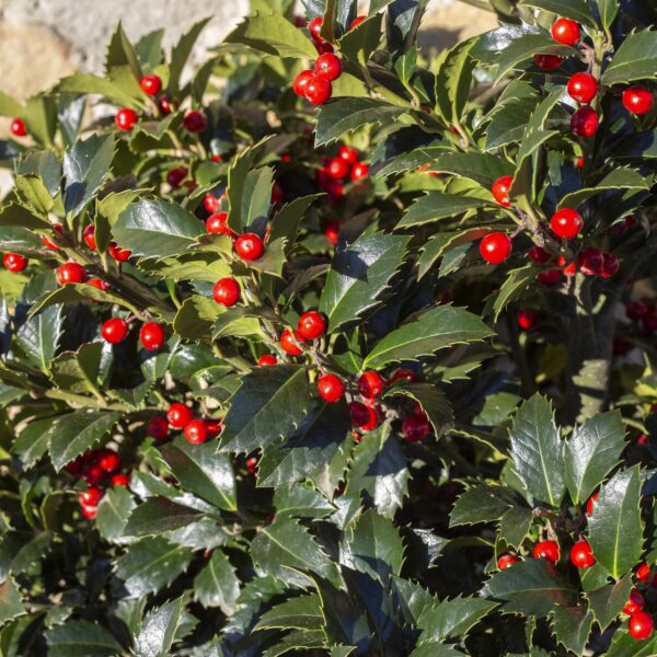 Ilex meserveae Blue Maid - Terras Plant - Bladhoudend - Winterhard - Rode Bes