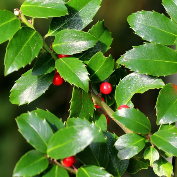 Ilex meserveae Blue Maid - Terras Plant - Bladhoudend - Winterhard - Rode Bes