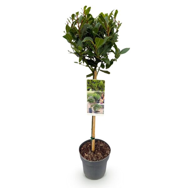 Laurus nobilis - Terras Plant - Bladhoudend - Winterhard - Groen Blad