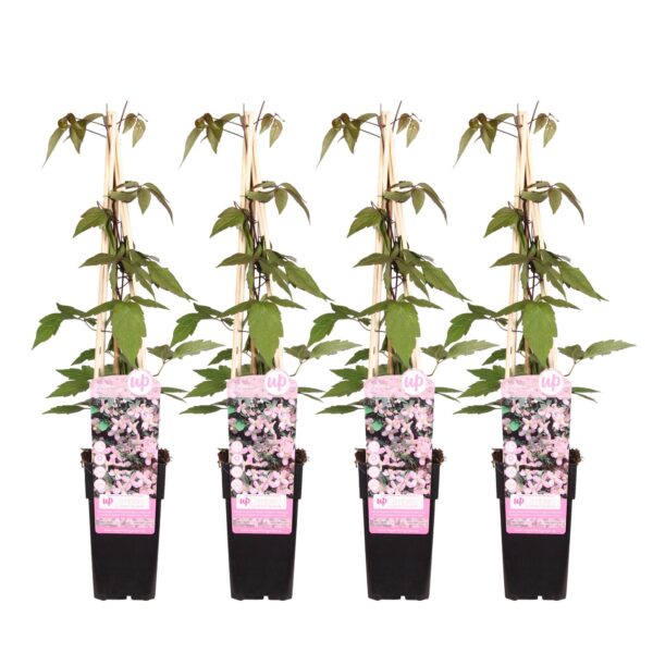 thumbnail_6000-442.jpg Clematis Montana 'Fragrant Spring' | 4 stuks