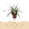 Siergrassen - Carex oshimensis Intense Green - Groen - 4 Planten - Bladhoudend - Weinig Onderhoud