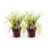 Siergrassen -  Carex oshimensis Everillo - Geel - 2 Planten - Bladhoudend - Weinig Onderhoud