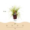 Siergrassen -  Carex oshimensis Everillo - Geel - 2 Planten - Bladhoudend - Weinig Onderhoud