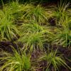 Siergrassen -  Carex oshimensis Everillo - Geel - 2 Planten - Bladhoudend - Weinig Onderhoud