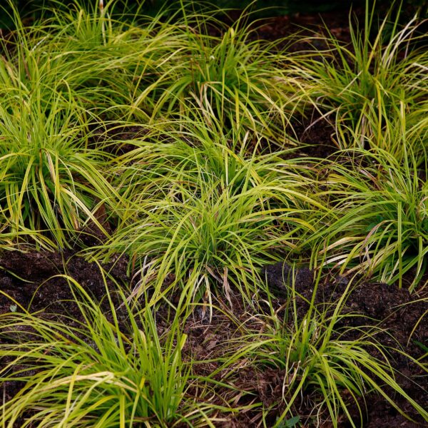 Siergrassen -  Carex oshimensis Everillo - Geel - 2 Planten - Bladhoudend - Weinig Onderhoud