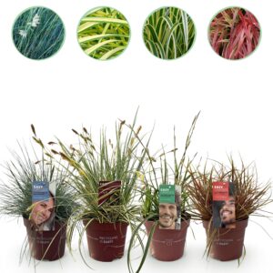 Siergrassen - 4 Planten - Blauw - Geel - Groen - Rood - Bladhoudend - Weinig Onderhoud