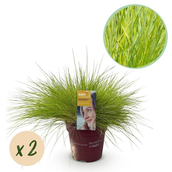 Siergrassen - Festuca glauca Golden Toupee - Geel - 2 Planten - Bladhoudend - Weinig Onderhoud