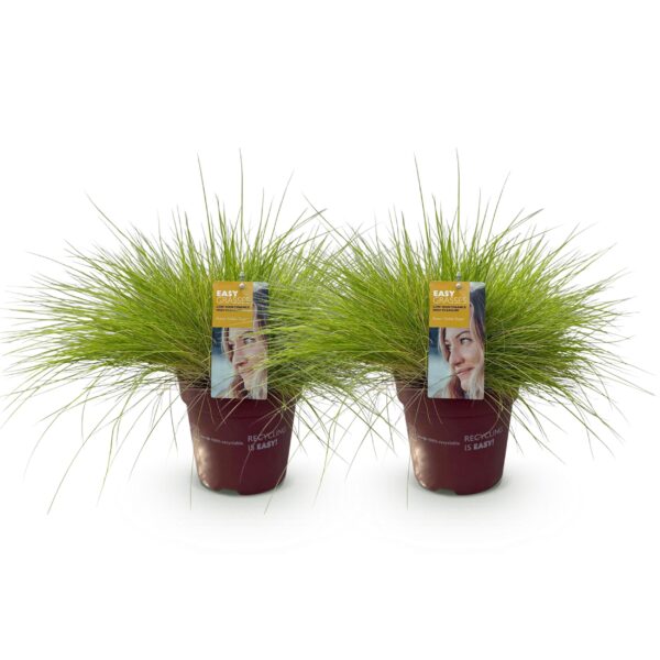 Siergrassen - Festuca glauca Golden Toupee - Geel - 2 Planten - Bladhoudend - Weinig Onderhoud