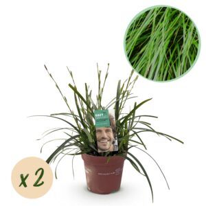 Siergrassen - Carex oshimensis Intense Green - Groen - 2 Planten - Bladhoudend - Weinig Onderhoud