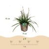 Siergrassen - Carex morrowii Irish Green - Groen & Geel - 2 Planten - Bladhoudend - Weinig Onderhoud