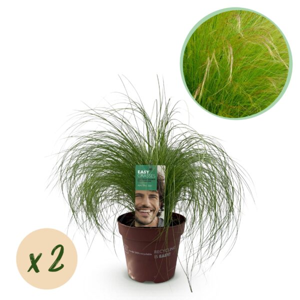 Siergrassen - Stipa tenuifolia Pony Tails - Groen - 2 Planten - Bladhoudend - Weinig Onderhoud